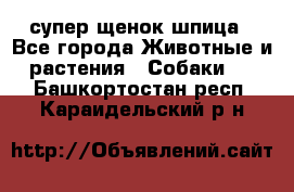 супер щенок шпица - Все города Животные и растения » Собаки   . Башкортостан респ.,Караидельский р-н